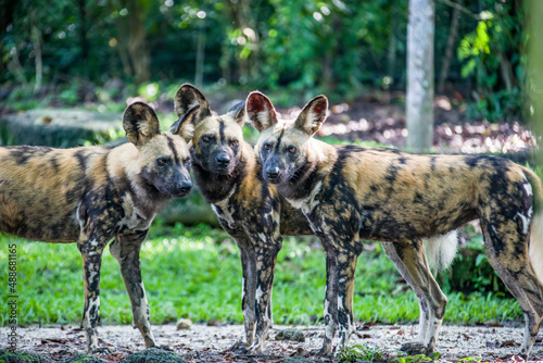 The African wild dog(Lycaon pictus) is a canid native to sub-Saharan Africa. It is the largest indigenous canid in Africa.  A highly social animal, living in packs with separate dominance hierarchies. photo