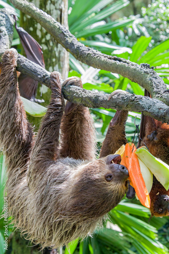 The Linneaus' Two-toed Sloth (Choloepus didactylus) is eating fruit. A species of sloth from South America,  have longer hair, bigger eyes, and their back and front legs are more equal in length.