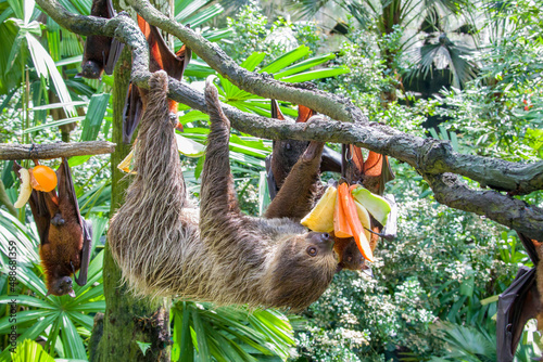 The Linneaus' Two-toed Sloth (Choloepus didactylus) is eating fruit. A species of sloth from South America,  have longer hair, bigger eyes, and their back and front legs are more equal in length. photo