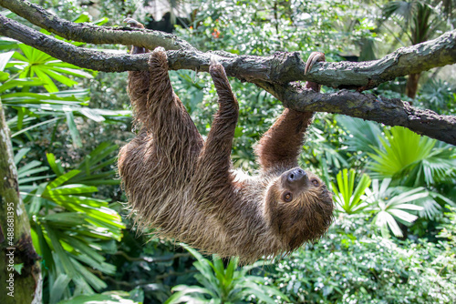 The close image of Linneaus' Two-toed Sloth (Choloepus didactylus). A species of sloth from South America,  have longer hair, bigger eyes, and their back and front legs are more equal in length. © Danny Ye