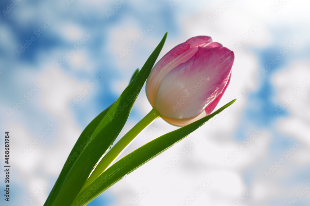 Naklejka premium landscape. Natural view of tulip flowers bloom in garden with green grass. 8 march