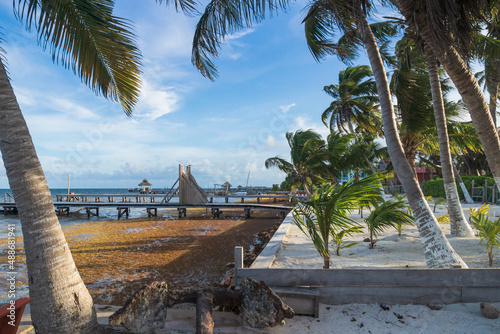 Sargassum algaes, seaweed, washed ashore the idyllic beach of Caye Caulker, Belize photo