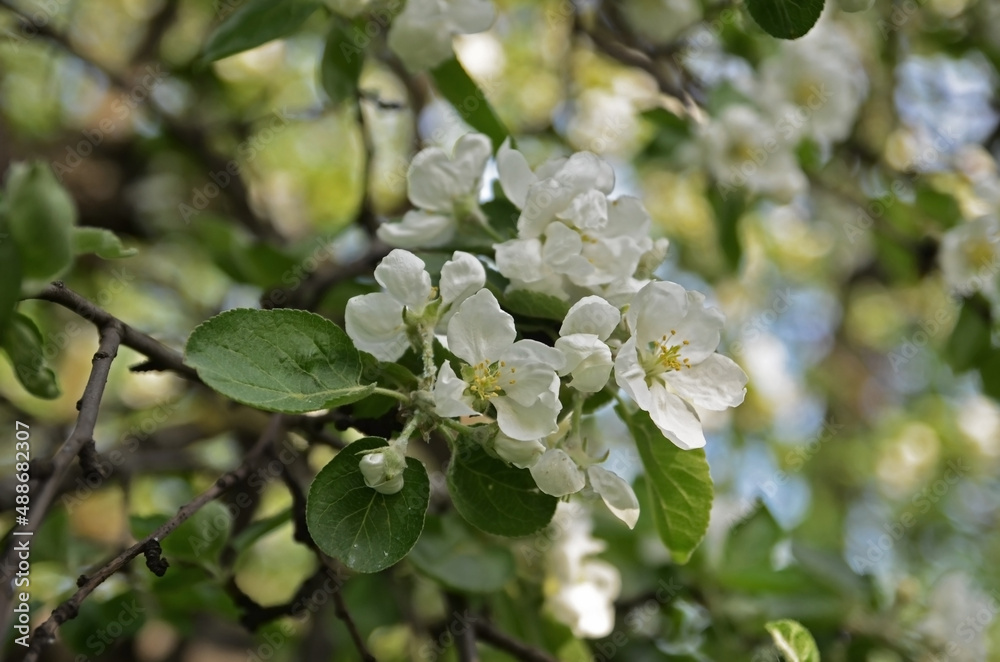 Apple tree flowers