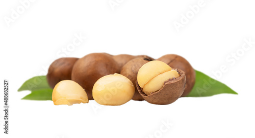 Several macadamia nuts with leaves isolated