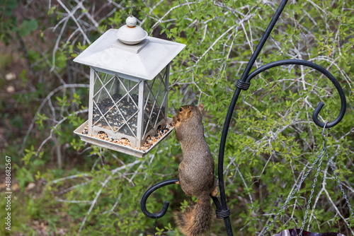 Canvastavla Squirrel eating at a bird feeder