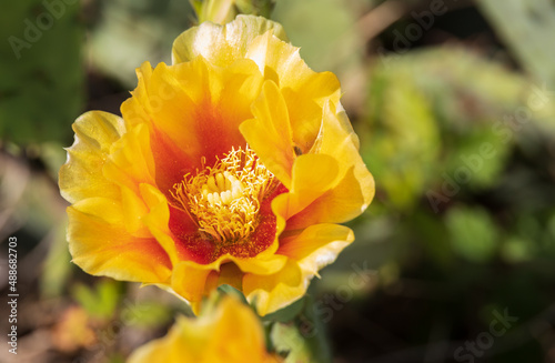 Prickly Pear cactus with yellow flower, close-up  © Martina