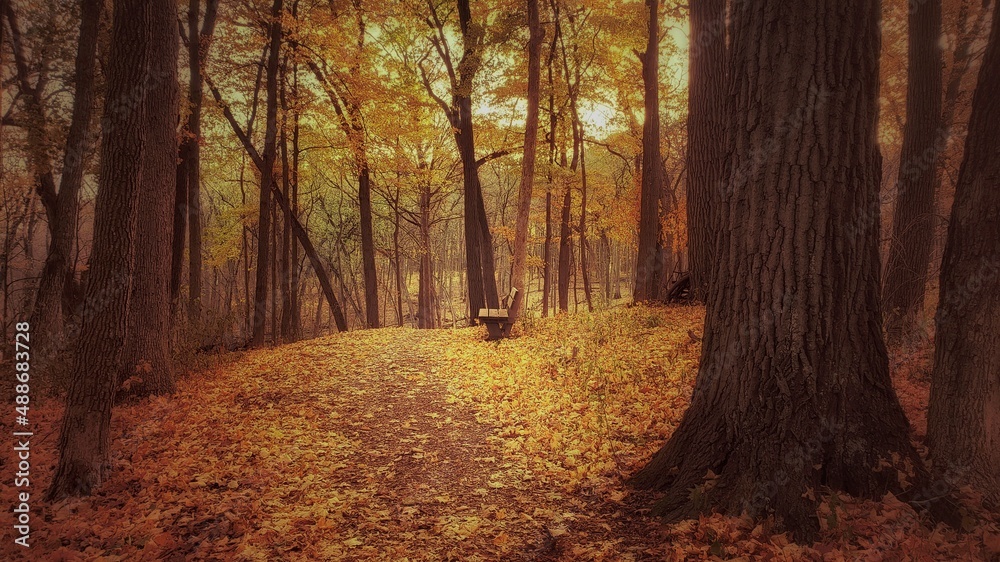 Bench in the Autumn woods