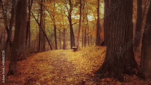 Bench in the Autumn woods