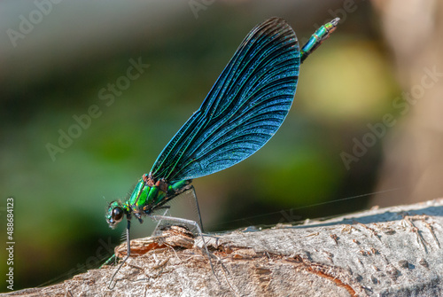 dragonfly blue wings on a tree branch