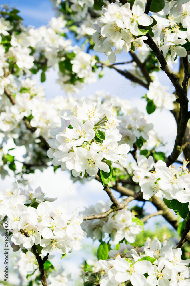 plentifully blooming pear tree against the blue sky. plentifully blooming pear tree against the blue sky.
