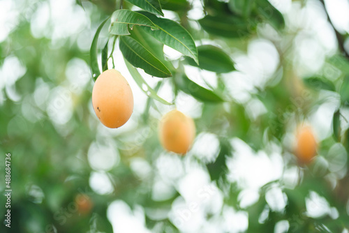 Thai Plango fruit Marian pl...