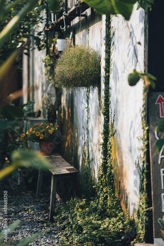 leaf plant living on old co...