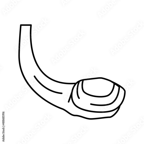 geoduck pacific clam line icon vector illustration photo