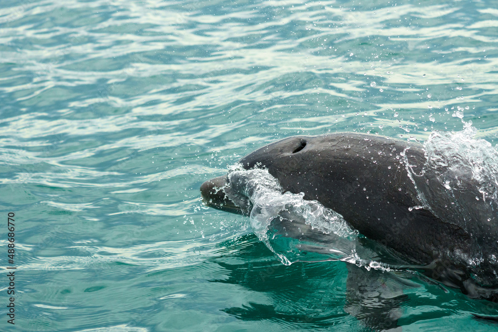 Obraz premium Dolphin coming up for air with blowhole clearly visible