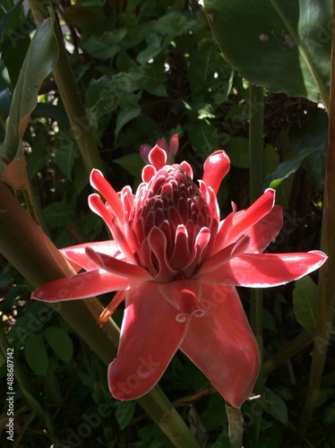 Etlingera elatior, plant also called snapdragon or emperor's staff.