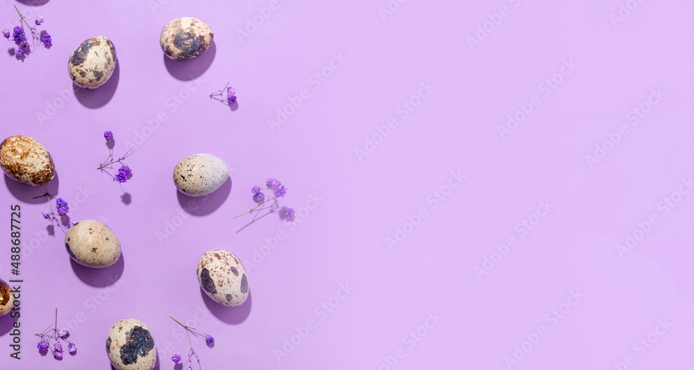  Quail eggs and spring flowers on a lilac background. Easter web banner with free space for text, minimalistic modern easter card
