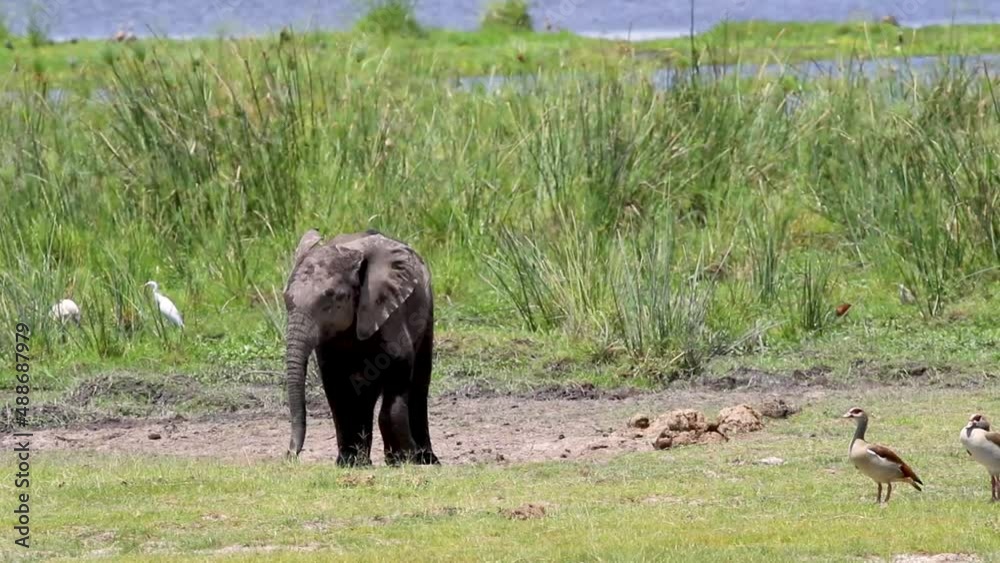 Cute young baby elephant with birds around it grazing on grass in Kenya Africa Cute young baby elephant with birds around it grazing on grass in Kenya Africa