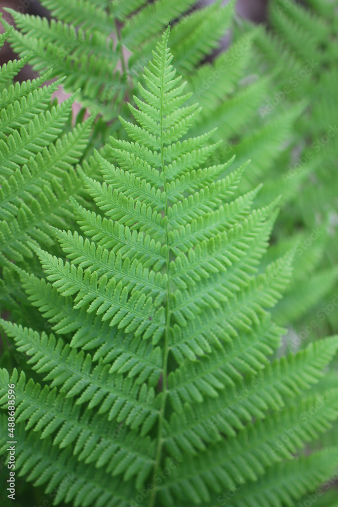 fern leaves in the forest full focus