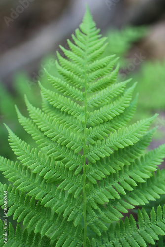 fern leaf in the forest full focus