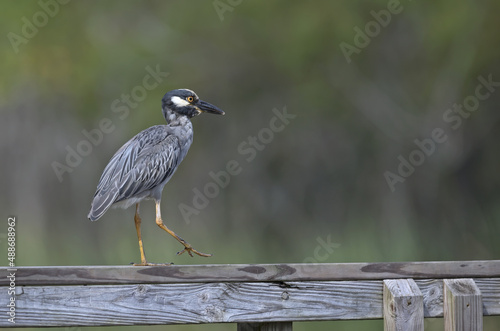 Yellow-crowned night heron walking on the guard rail in Texas park