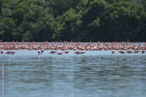 The flock of flamingos of Celestun, Mexico lined up in a long line in water