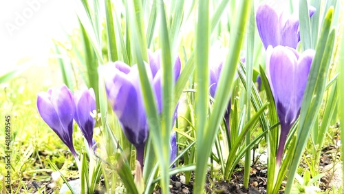 spring crocus flowers in grass
