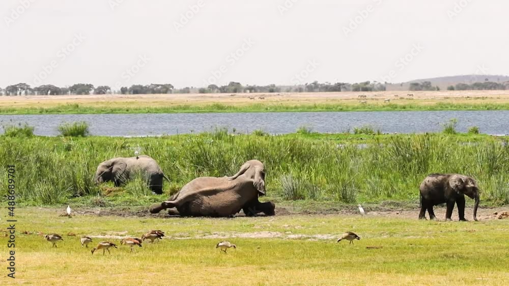 Funny big African elephant rolling around in the mud in Amboseli National Park Kenya Africa Funny big African elephant rolling around in the mud in Amboseli National Park Kenya Africa