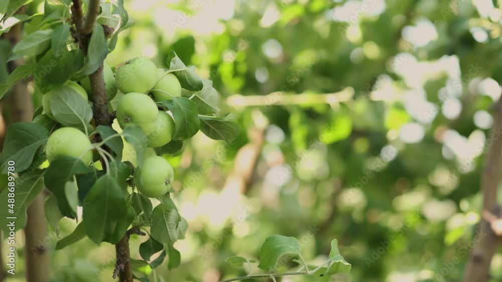 Tree with green apples on branch grown. Organic garden in morning light outdoors, close-up. Taken from hand. Taken from hand. High quality 4k footage Tree with green apples on branch grown. Organic garden in morning light outdoors, close-up. Taken from hand. Taken from hand. High quality 4k footage