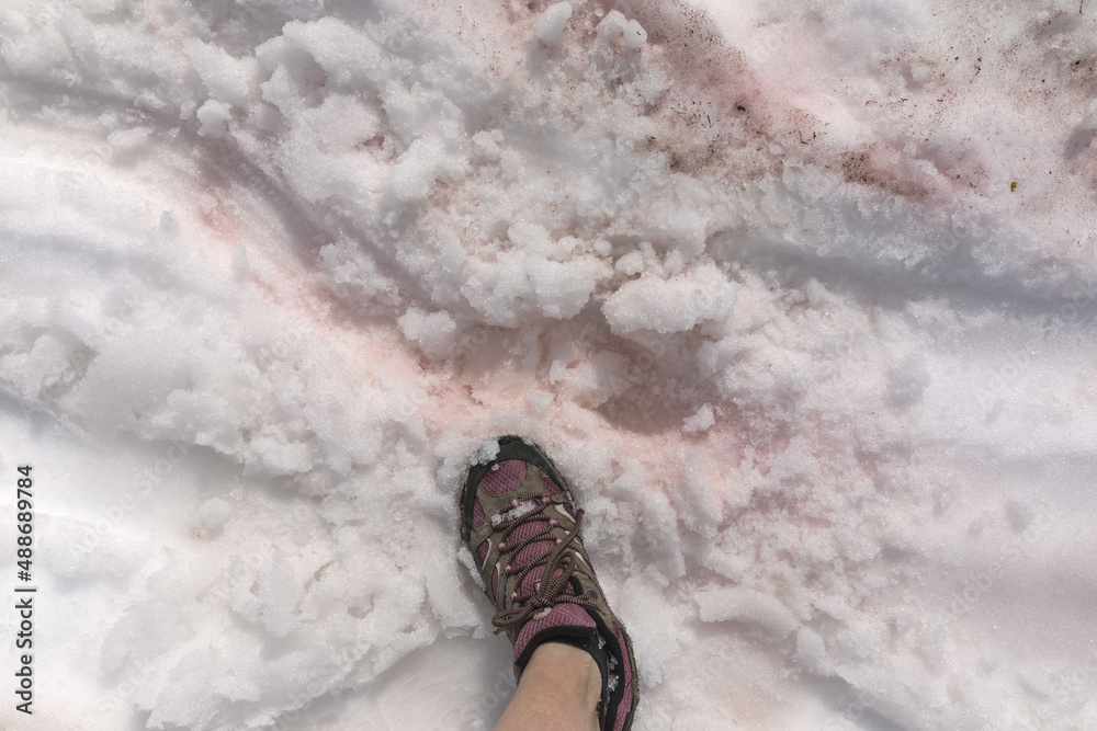 Snow covered hiking boot on the pink watermelon snow Snow covered hiking boot on the pink watermelon snow