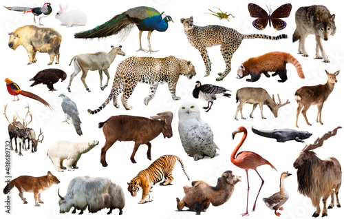 collection of different birds, mammals and reptiles from asia isolated on whi...