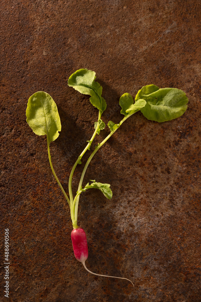 radish