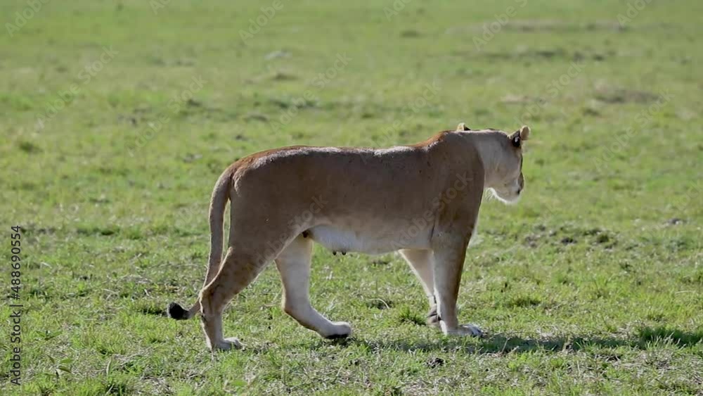 Slow motion video of lioness walking up to another one in Kenya, Africa Slow motion video of lioness walking up to another one in Kenya, Africa