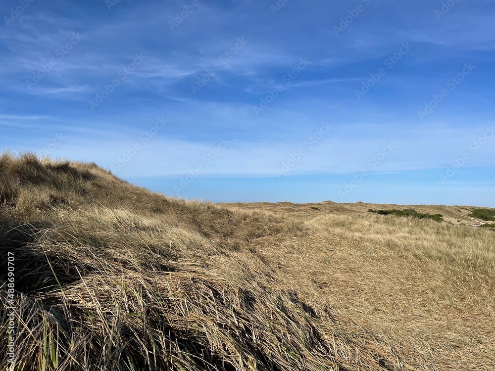 Naklejka premium sand dunes in the dunes