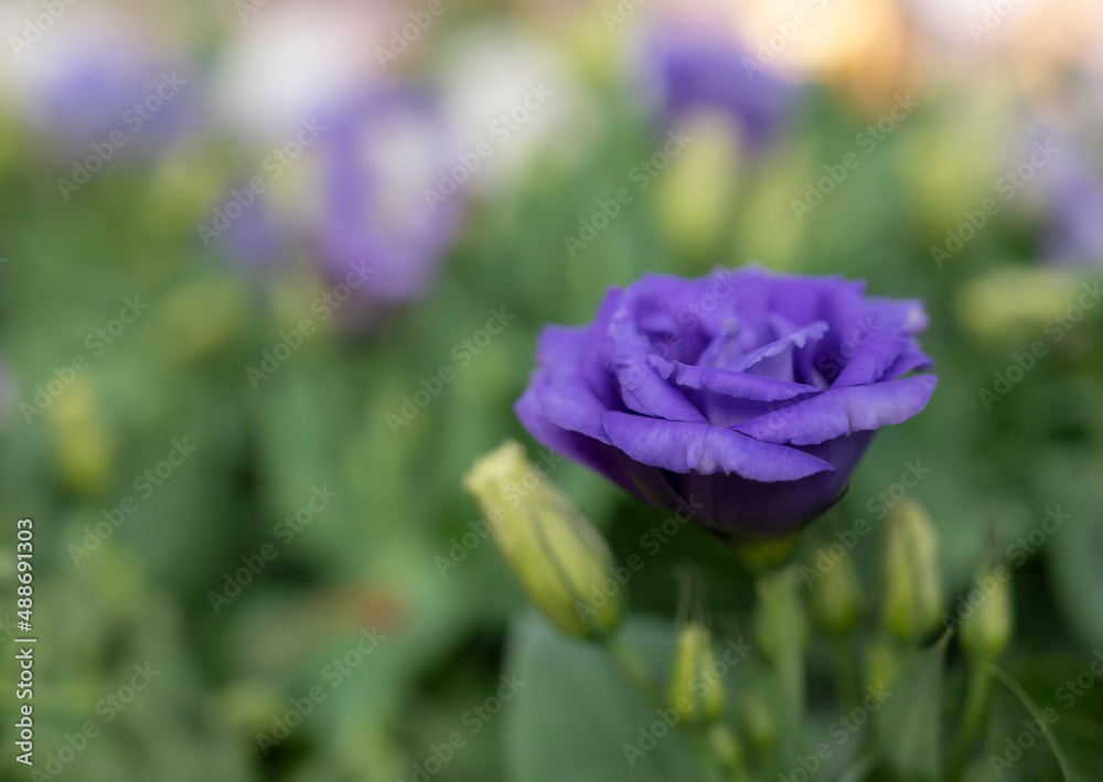 Fototapeta premium Close-up of violet Lisianthus flowers. The rose flowers are blooming in the morning soft light.