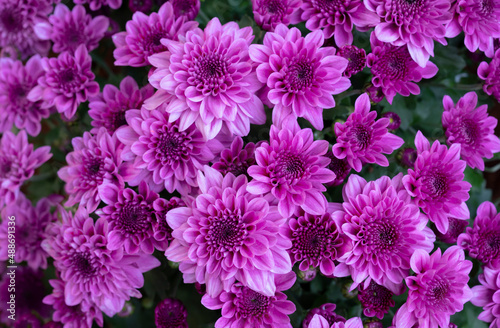 Floral background of vivid pink Chrysanthemum flowers blooming in the tropical garden.