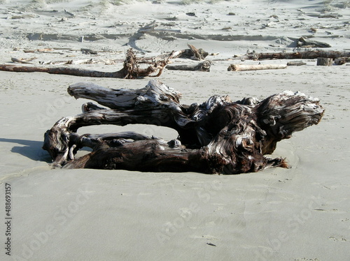 driftwood in the sand on the beach