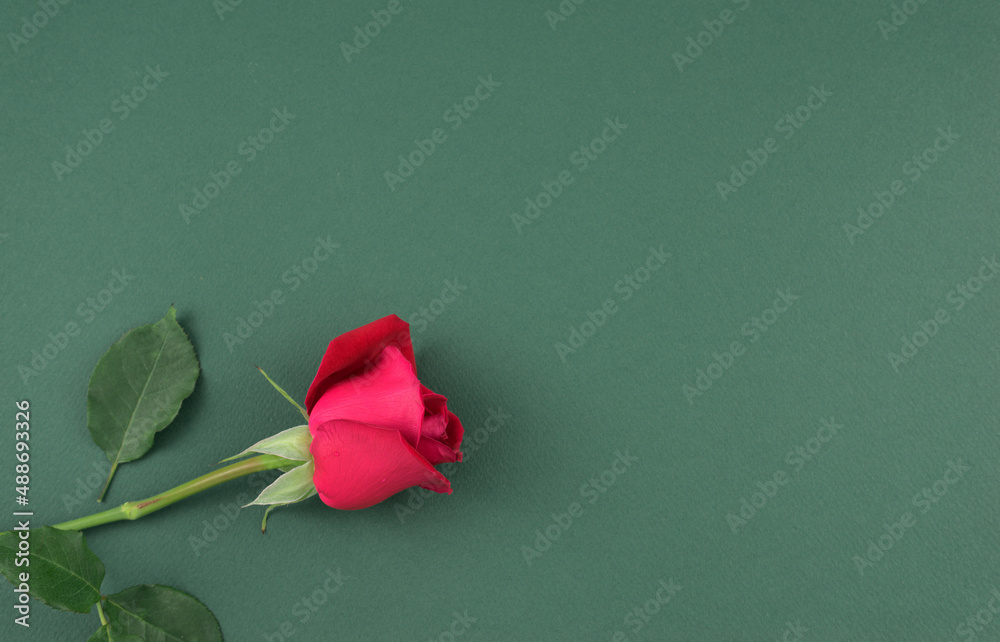 Velvet red rose flower stem flat lay top view on muted neutral chartreuse green texture abstract background with free space. Velvet red rose flower stem flat lay top view on muted neutral chartreuse green texture abstract background with free space.