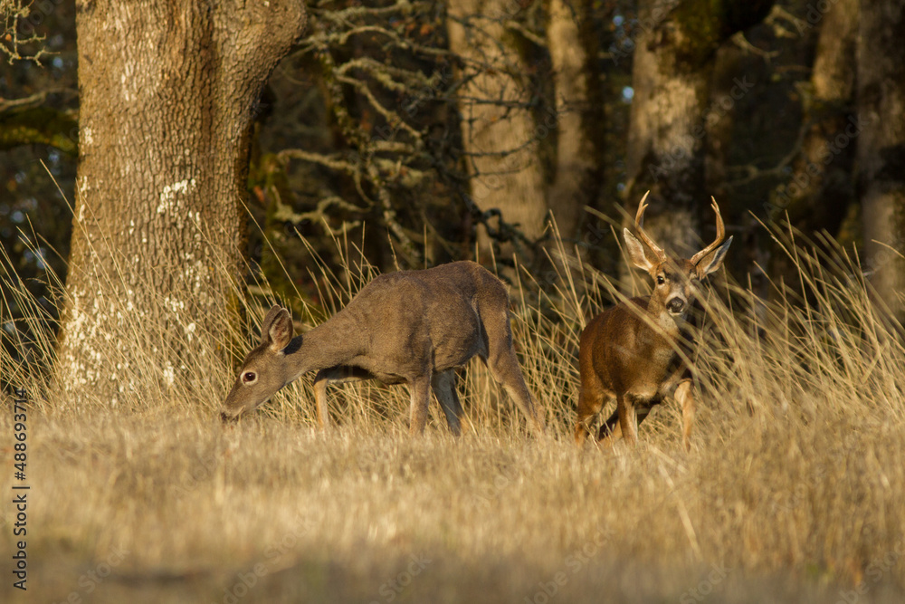 Oregon blacktail buck and doe at edge of oak forest Oregon blacktail buck and doe at edge of oak forest