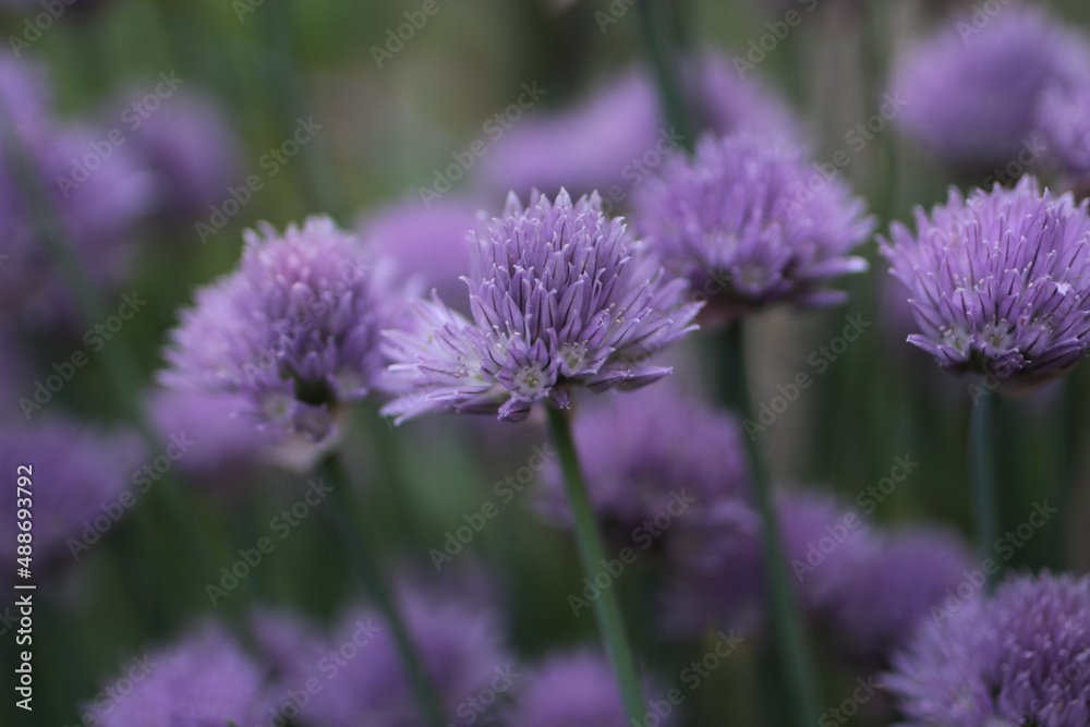 Three 3 Chive Blossom Flower Over Ripe Three 3 Chive Blossom Flower Over Ripe