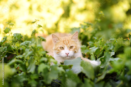 Photography Wild cats on the streets of the medieval Phicardou (Fikardou) village, Cyprus