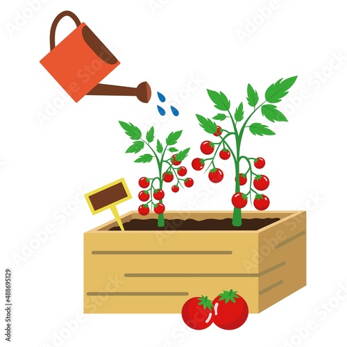 Tomato cartoon, tomato orchard, garden irrigation, Vector illustration isolated on white background  photo