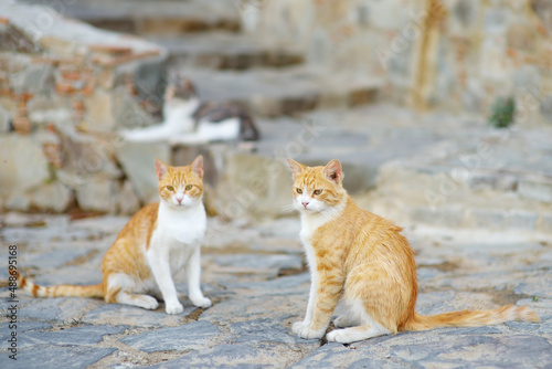 Wild cats on the streets of the medieval Phicardou (Fikardou) village, Cyprus. © Maria Sbytova