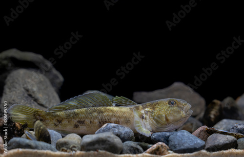 The round goby (Neogobius melanostomus)