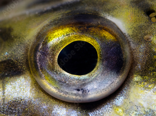The eye of the northern pike (Esox lucius)