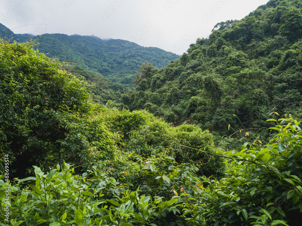 Beautiful lush green jungle with dense trees on tropical mountains on summer morning Beautiful lush green jungle with dense trees on tropical mountains on summer morning