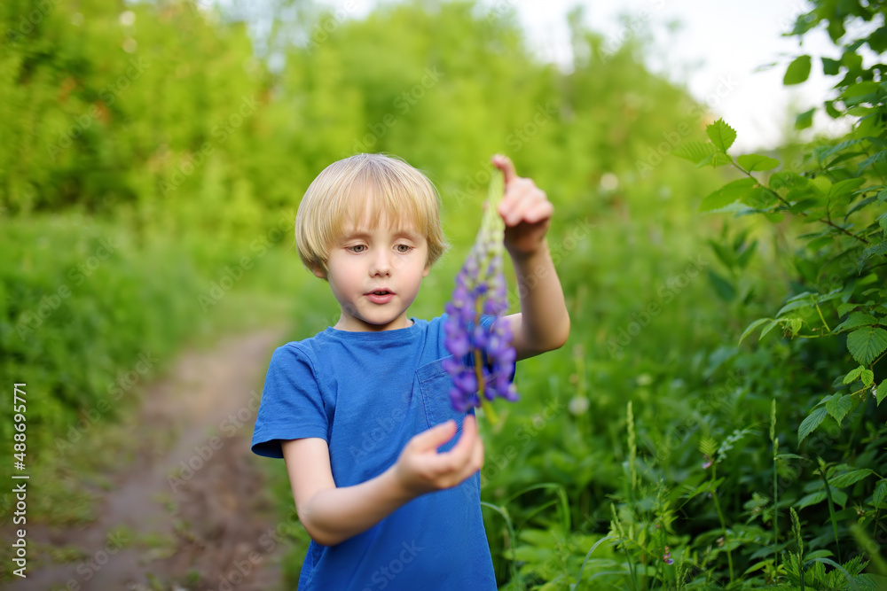 Cute preschooler boy is admiring of lupine flowers in field on summer day. Little child is exploring nature. Cute preschooler boy is admiring of lupine flowers in field on summer day. Little child is exploring nature.