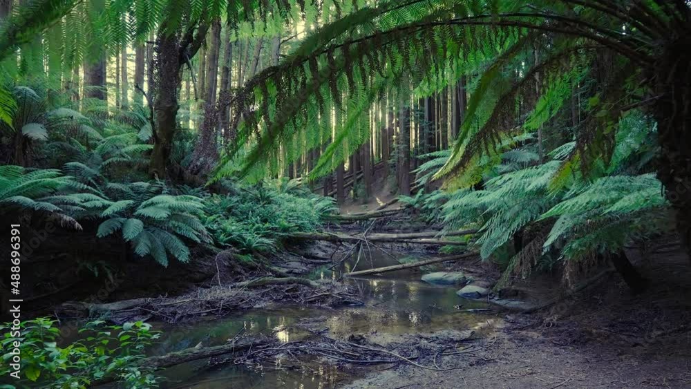 Moving shot of forest and creek near sunset with sunlight shining through