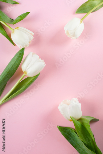 Fototapeta Naklejka Na Ścianę i Meble -  Mother's day, Women's day concept. White tulips on pink background. Minimal greeting card. Flat lay