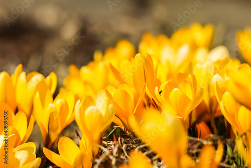 Spring in the garden. Blooming yellow crocus flowers © OLAYOLA