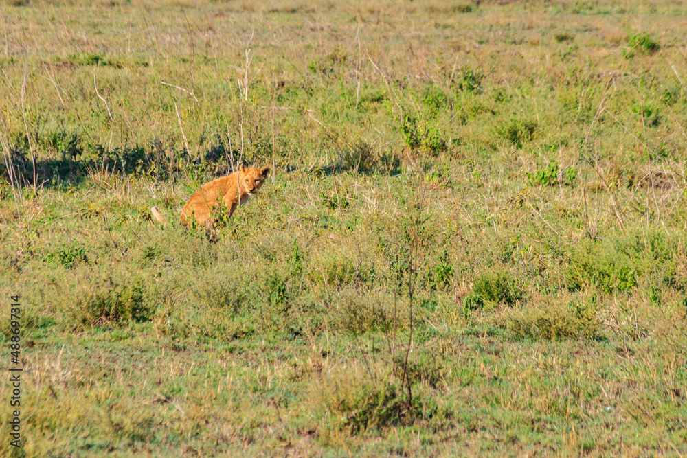 Lion cub defecating in savannah in Serengeti national park, Tanzania Lion cub defecating in savannah in Serengeti national park, Tanzania